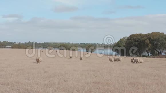 澳大利亚农场里的羊视频的预览图