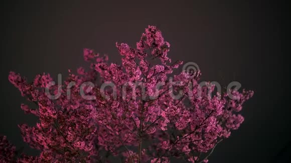 东京夜晚的红樱桃视频的预览图