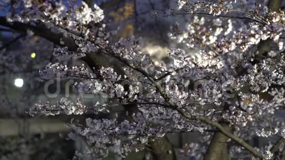 东京人行桥上观赏樱花视频的预览图