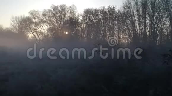 透过夏雾和树枝的面纱飞向黎明的太阳视频的预览图