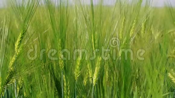 农场农业种植绿色黑麦的谷物头视频的预览图