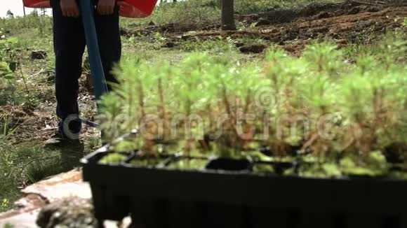 在木材开放的地区种植松树芽森林复兴视频的预览图