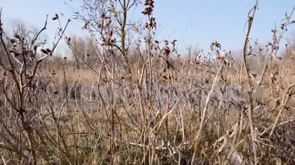 早春的第聂伯河景色乌克兰赫森视频的预览图