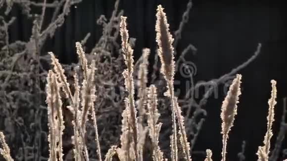 冬天冻草视频的预览图