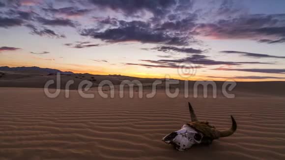 沙漠中日出时的公牛的头骨沙丘视频的预览图
