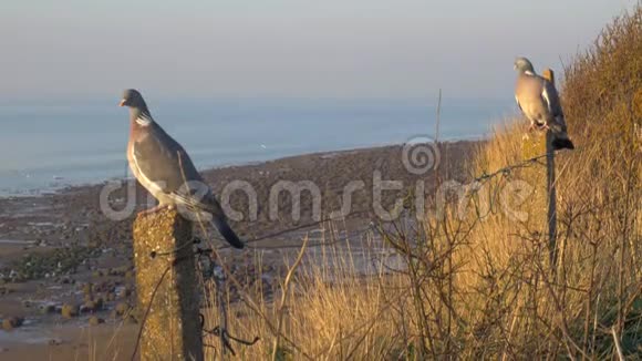两只鸽子坐在大海和海岸的柱子上视频的预览图