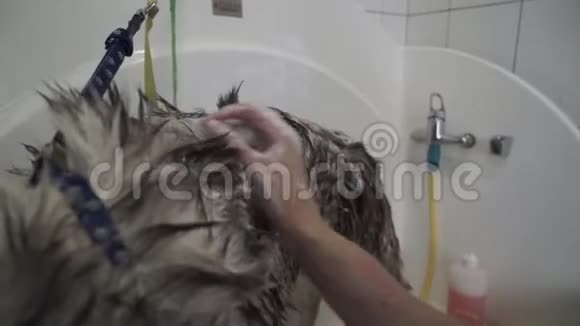 女性手小心地将洗发水应用于狗毛视频的预览图