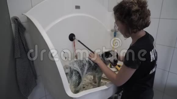 女洗手用弹力膜包裹狗视频的预览图