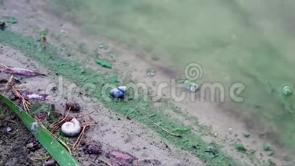 森林湖的沙岸阿尔加布鲁姆沙子上的藻类蜗牛壳无人视频的预览图