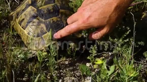一只手指在刮风的草地上抚摸一只普通乌龟的头视频的预览图