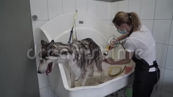 戴面具的新郎在美容狗沙龙里洗哈士奇视频的预览图