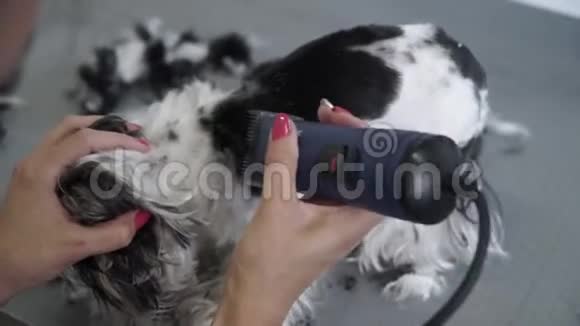 勇女用剪刀给她的小狗梳洗视频的预览图