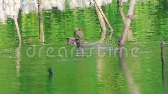 来自红树林的亚洲水监测器在珍珠农场的翡翠河中游泳照相机在变焦时看着他视频的预览图