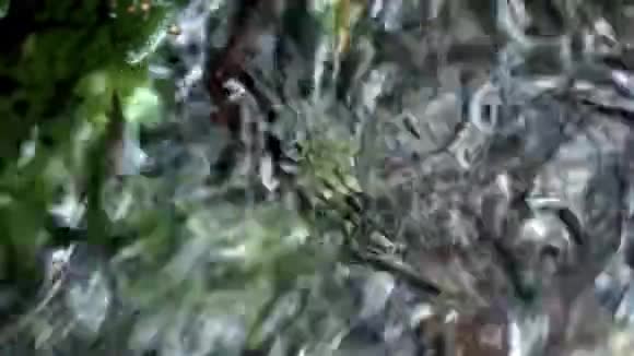 冷水从森林里的春天流出来在树林里的小溪边视频的预览图