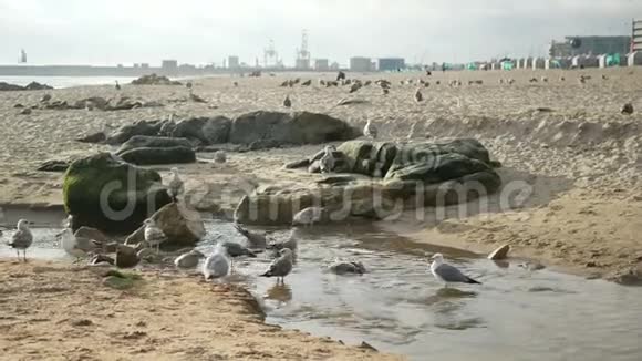 海鸥飞翔天空海水视频的预览图