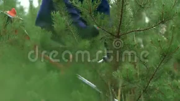 澄清种植松树的林区视频的预览图