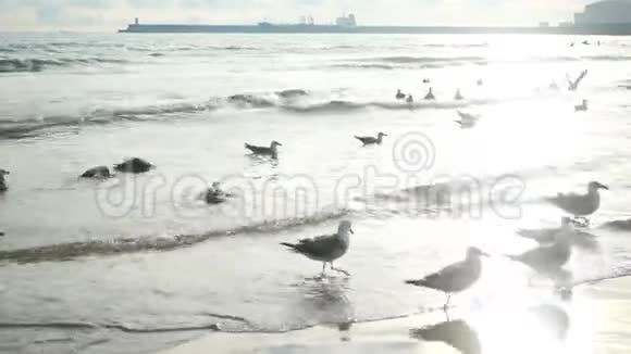 海鸥飞翔天空海水视频的预览图