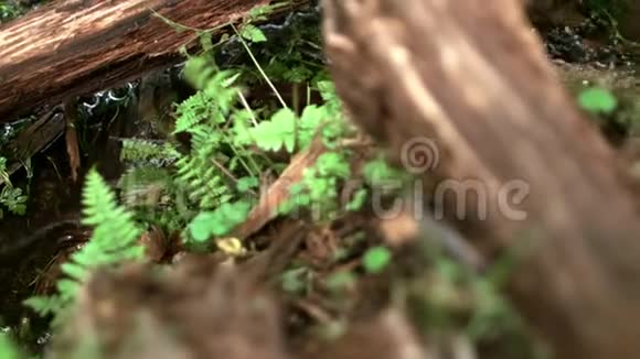 在茂密的森林灌丛中快速的森林溪流在倒下的树木下流动视频的预览图