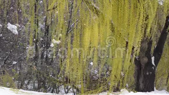 在下雪的天气里柳树开了花自然异常视频的预览图