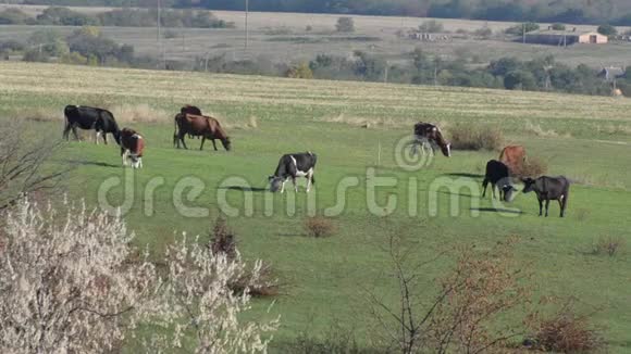 一群牛在草地上吃草背景中的村庄和农场夏季视频的预览图