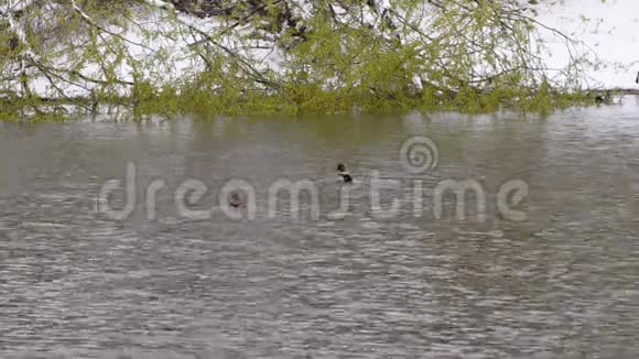 两只野鸭在雪地和绿色树枝的背景下在池塘里游泳春天自然异常视频的预览图