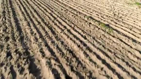 农田的鸟瞰图犁田和犁沟绘制干燥的土地视频的预览图