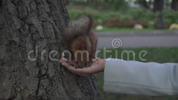 红松鼠慢慢地从城市公园的一个女人手里吃东西视频的预览图