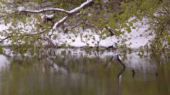 两只野鸭在雪地和绿色树枝的背景下在池塘里游泳春天自然异常视频的预览图