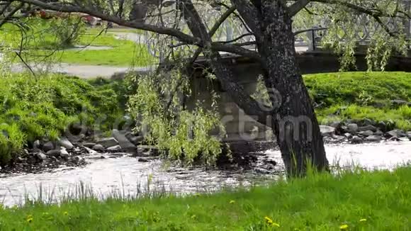 柳树弯曲的树枝在靠近公园脚桥的河流上视频的预览图
