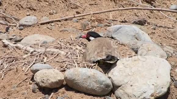 在阿联酋红色的渡翼坐在由四个卵组成的巢上视频的预览图