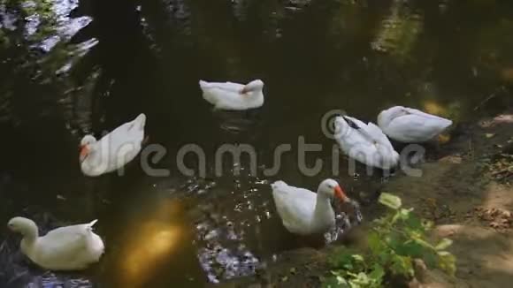 一群白鹅漂浮在河上在阳光明媚的日子里家禽在村子里洗澡和游泳视频的预览图