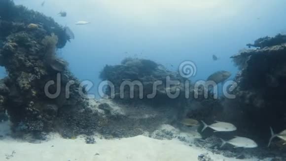 岛上的珊瑚礁视频的预览图