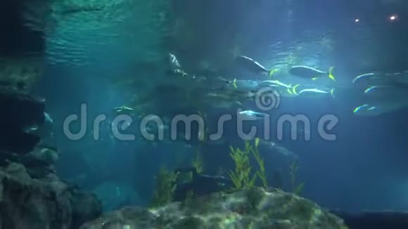 鱼群游近水面从下面看水下阳光视频的预览图