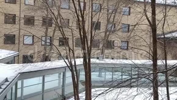 在大学院子里的路上下雪一棵分枝的树在混合缓慢的运动中视频的预览图