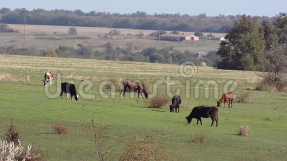 一群牛在草地上吃草背景中的村庄和农场夏季视频的预览图