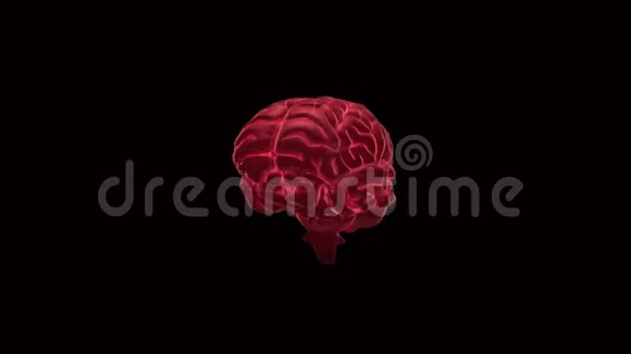 大脑和静脉视频的预览图