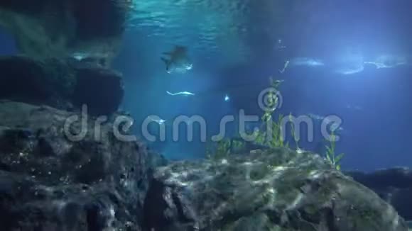 水下的大岩石和鲨鱼在附近游泳视频的预览图