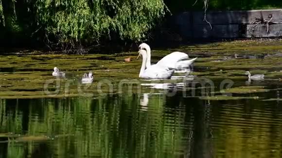 天鹅一家人在池塘边游泳视频的预览图