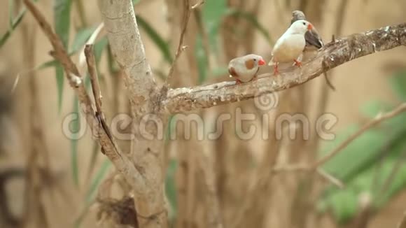 小可爱的小鸟树枝上的雀鸟慢动作剪辑视频的预览图