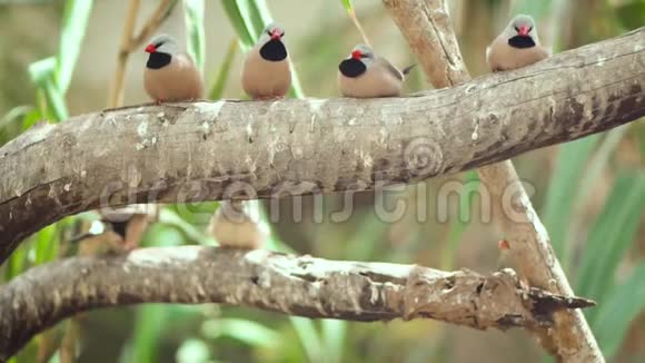 小可爱的小鸟树枝上的雀鸟慢动作剪辑视频的预览图