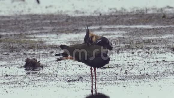 鸟北拉普温瓦内勒斯瓦内勒斯站在沼泽中休息视频的预览图