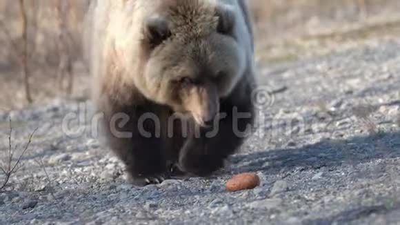 饥饿的野锦绣棕熊吃热狗他给人们吃视频的预览图