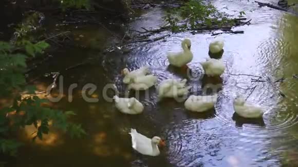 一群白鹅漂浮在河上在阳光明媚的日子里家禽在村子里洗澡和游泳视频的预览图