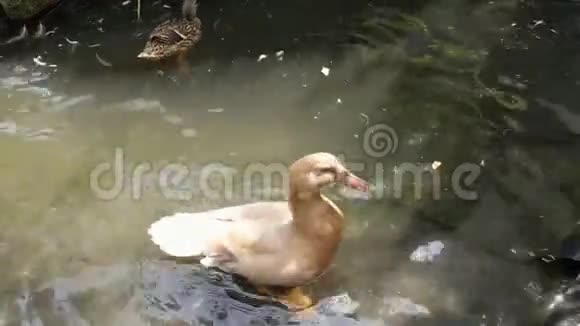 池塘上的小鸭子扑腾着翅膀角度很高视频的预览图