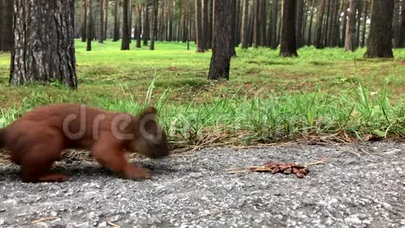 松鼠在秋天的森林里吃坚果视频的预览图