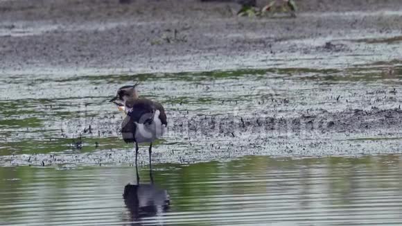 鸟北拉普温瓦内勒斯瓦内勒斯站在沼泽中休息视频的预览图
