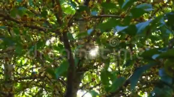 透过尼加萨树或撒拉比树的叶子看太阳视频的预览图