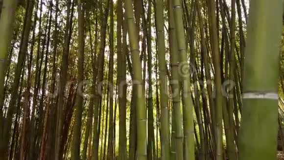 真正的男人独自行走在巨大的日本竹子之间视频的预览图