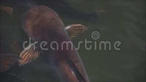 在泰国的一条河中游泳的大的红外线鲨鱼鱼的镜头视频的预览图