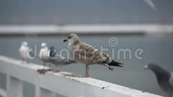 码头上的海鸥视频的预览图